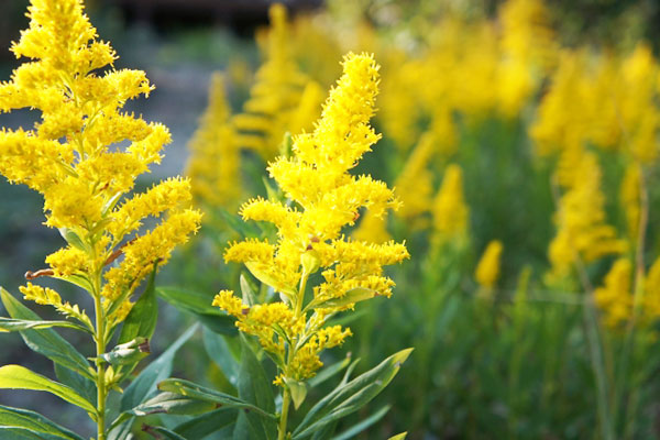 秋の花粉にご注意！